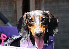 Freya from Low Rider Dachshund rescue soaked up the summer rays at Hamlet's and The Bazaar's annual Hot Dog Day event.
