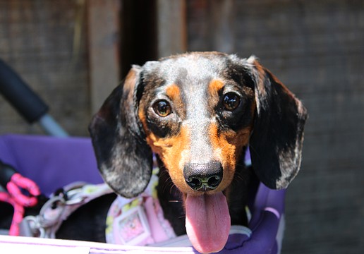 Freya from Low Rider Dachshund rescue soaked up the summer rays at Hamlet's and The Bazaar's annual Hot Dog Day event.