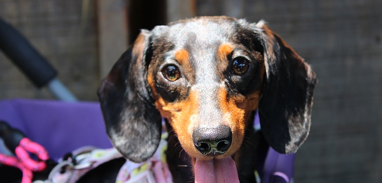 Freya from Low Rider Dachshund rescue soaked up the summer rays at Hamlet's and The Bazaar's annual Hot Dog Day event.