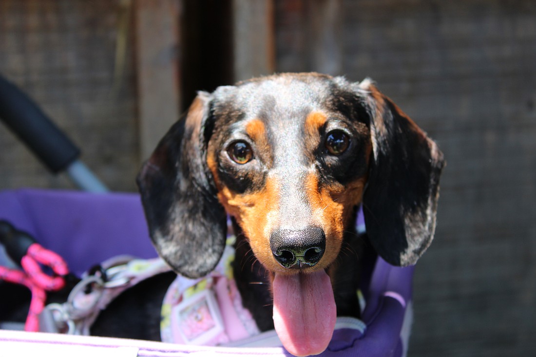 Freya from Low Rider Dachshund rescue soaked up the summer rays at Hamlet's and The Bazaar's annual Hot Dog Day event.
