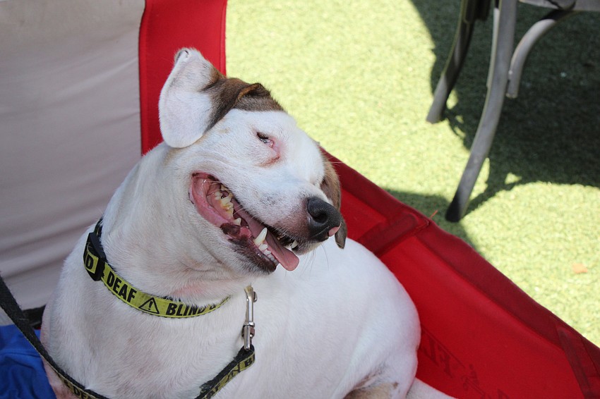 Keller, a mut mix whose blind and deaf was still able to enjoy The Bazaar and Hamlet's Eatery's annual Hot Dog Day.