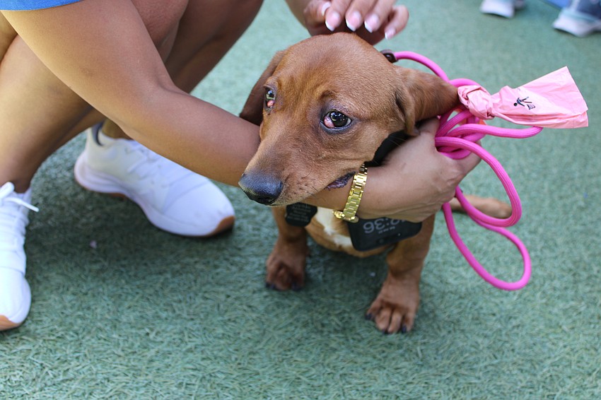 Woody, a new rescue from the Low Rider Dachshund, has paralyzed back legs but was still able to explore all the annual Hot Dog Day event had to offer.