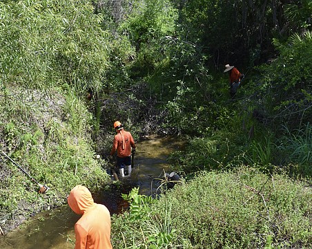 A crew clears vegetation and downed trees from the Braden River in May 2025, but there's about $18.8 million of cleaning left to complete in waterways around Manatee County.