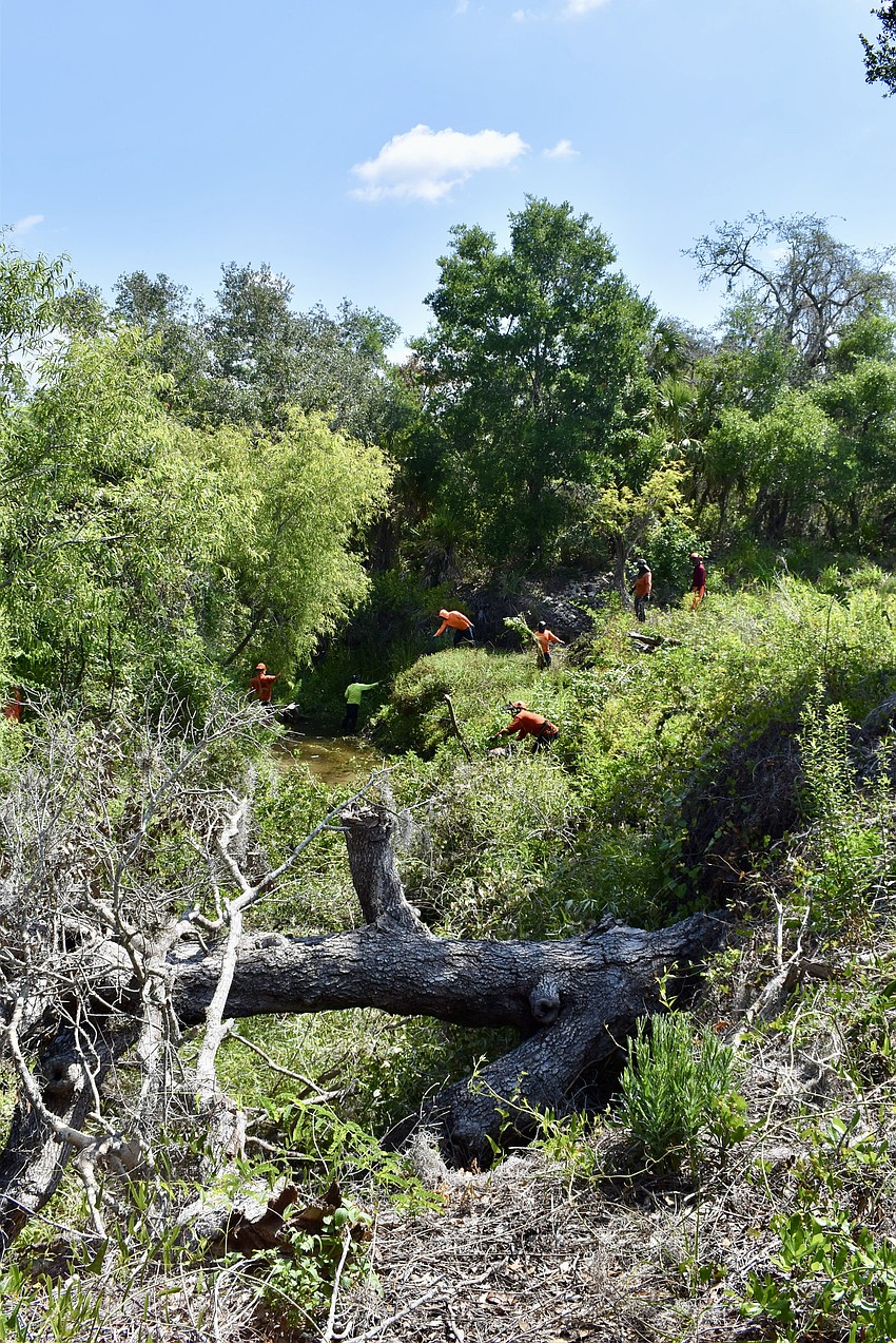 A tree hangs over the banks of the Braden River prior to its initial cleaning in May 2025.
