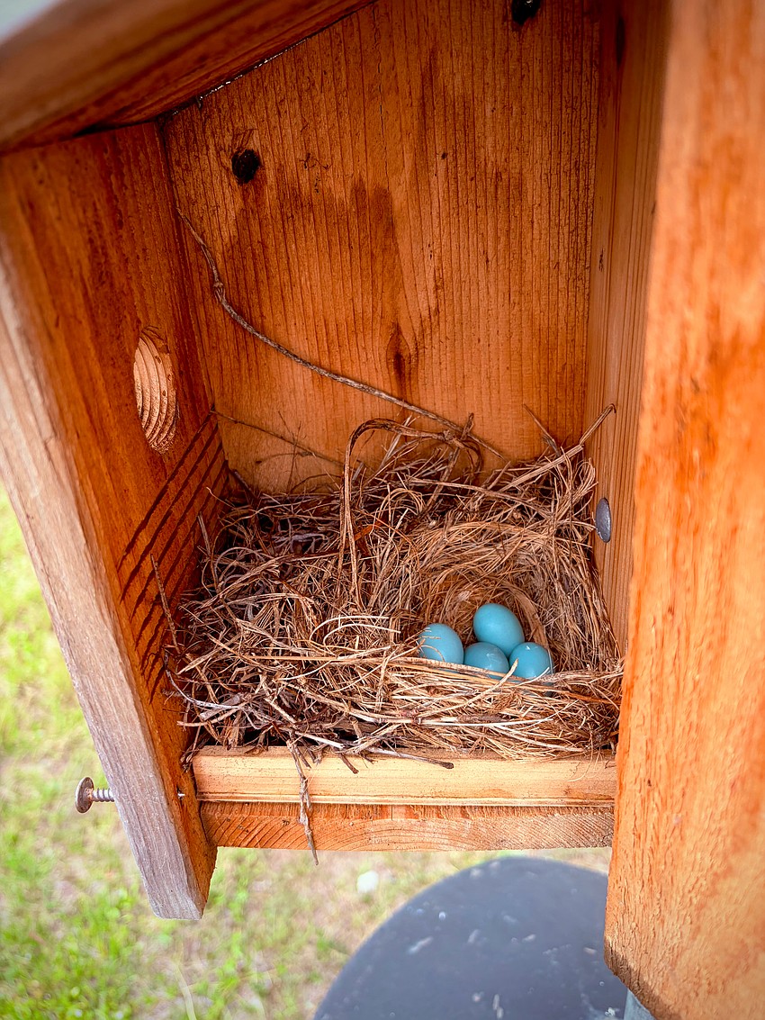 If a bird nest falls, the best course of action is typically to put it back as close to the original location as possible, Save Our Seabirds experts advise. In the absence of the original nesting material, a substitute wicker basket, bowl with holes drilled in it, or an old bike helmet can work, as long as it has adequate drainage. If a bird nest falls, the best course of action is typically to put it back as close to the original location as possible, Save Our Seabirds experts advise. In the absence of the original nesting material, a substitute wicker basket, bowl with holes drilled in it, or an old bike helmet can work, as long as it has adequate drainage.