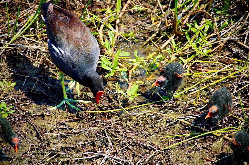 Birds of many species, like this family of gallinules, are starting to fledge this time of year. Save Our Seabirds experts recently offered insights into distinguishing when a juvenile bird may be in distress and when it is simply figuring out how to use its new legs and wings. Birds of many species, like this family of gallinules, are starting to fledge this time of year. Save Our Seabirds experts recently offered insights into distinguishing when a juvenile bird may be in distress and when it is simply figuring out how to use its new legs and wings.