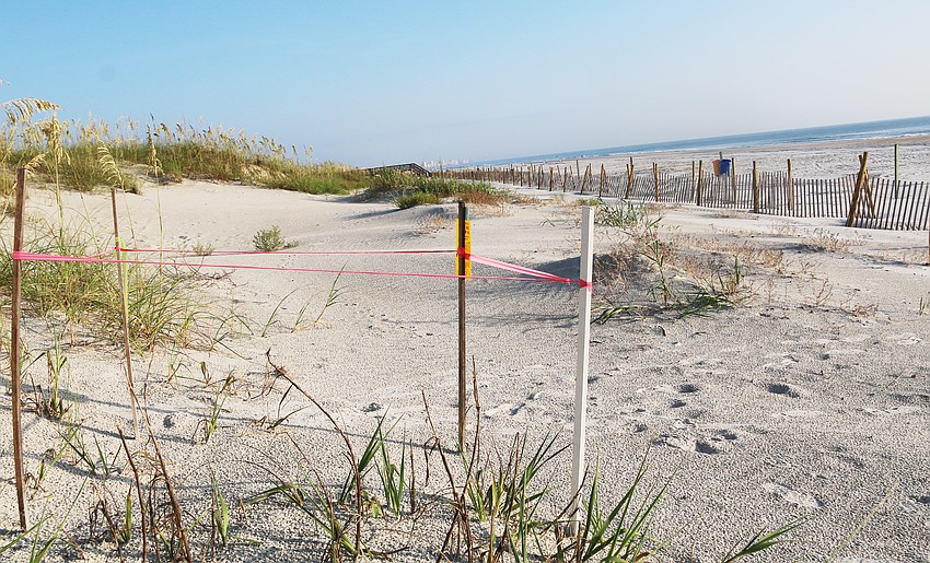 A Kemp's Ridley nest was documented just north of the Ponce Inlet Jetty this season. Photo by Jarleene Almenas