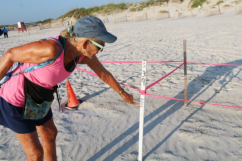 Turtle Patrol volunteer Marcia Harden points to initials of Turtle Patrol volunteers on a stake marking a loggerhead nest in Ponce Inlet. Photo by Jarleene Almenas
