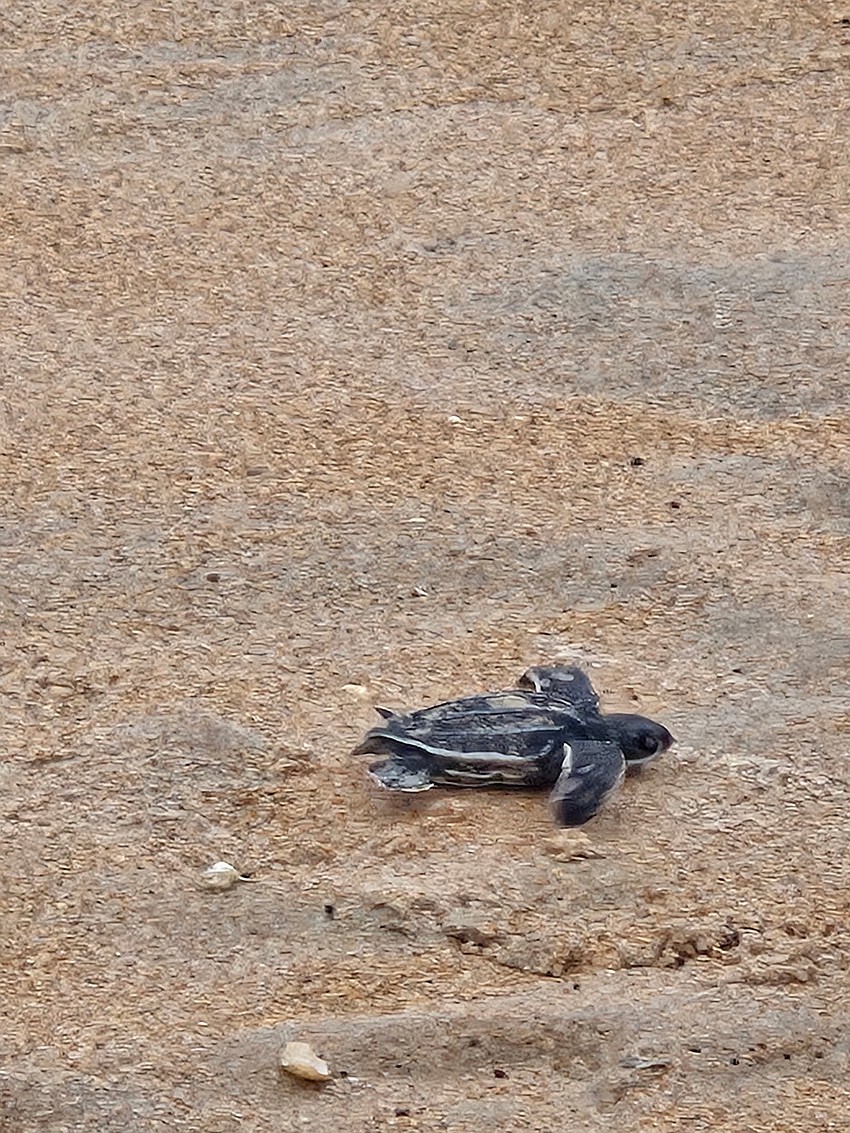A baby leatherback emerges from a nest. Courtesy photo