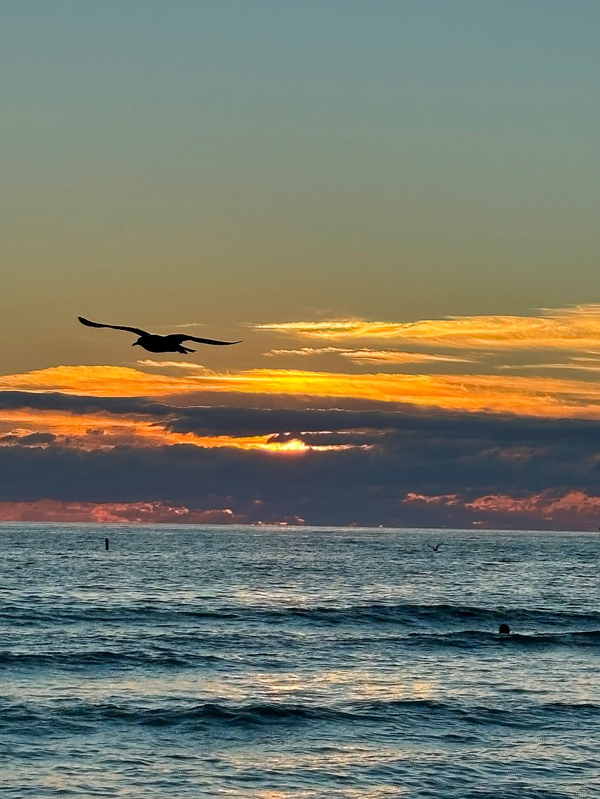 Kathy Schwartz took this photo of a seagull flying over Siesta Key at sunset.