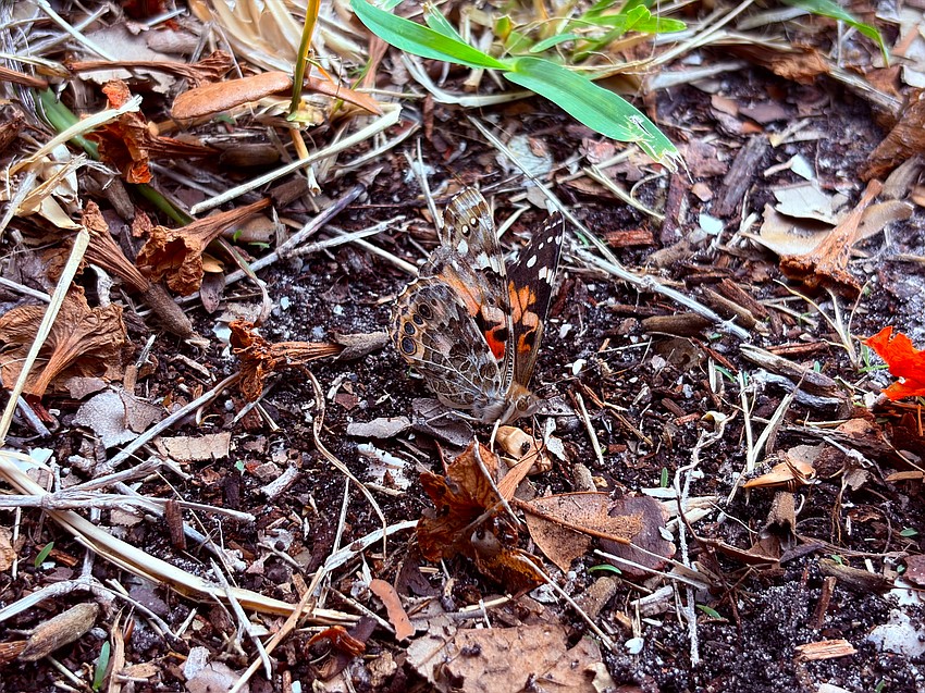 While Freedom Fest attendees continued to carefully mill about Bicentennial Park, freshly released butterflies warmed their wings in the sunshine and demonstrated their impressive camouflage skills.