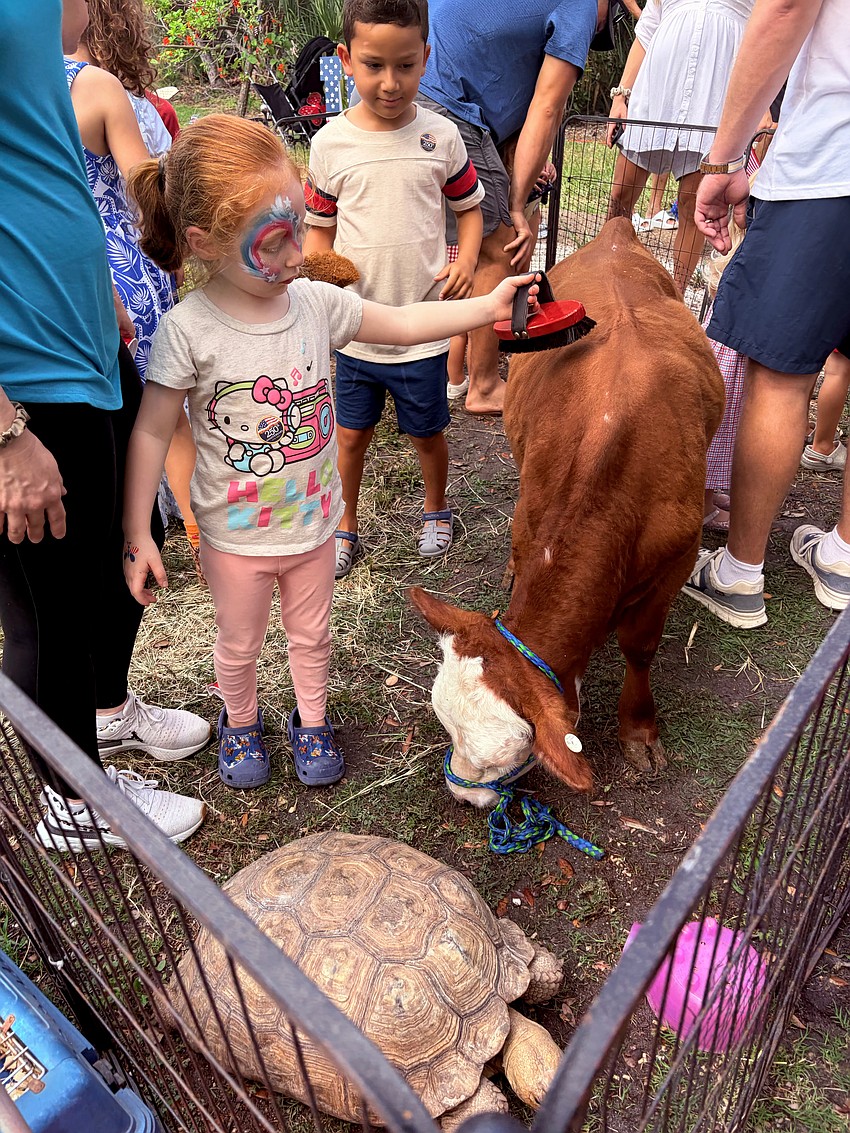 Evelyn Robinson, 4, brushes Maverick the miniature cow at the Freedom Fest petting zoo.