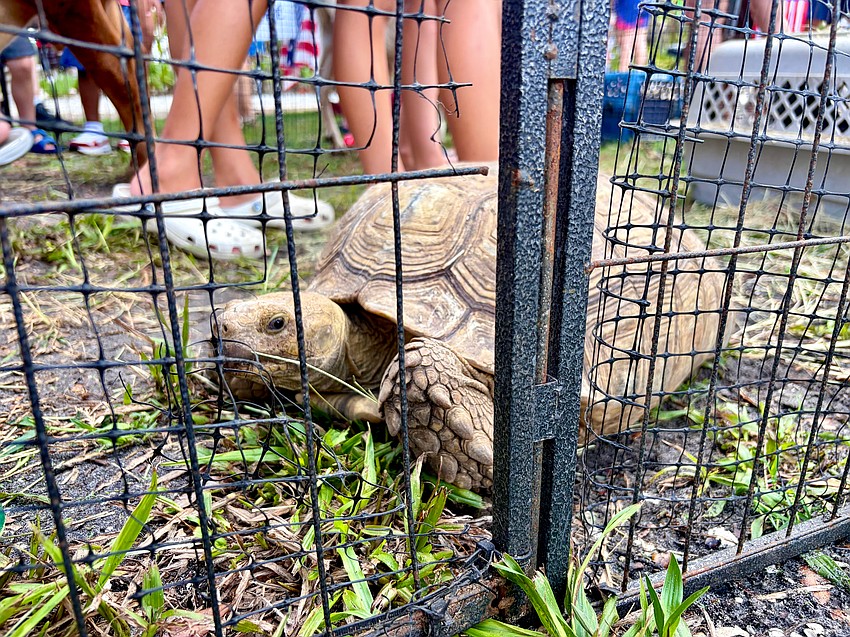 Poptart the tortoise peers out at the crowd.