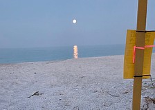 Volunteers with the Longboat Key Turtle Watch discovered the first hatched nest of the season on Longboat Key while out patrolling in the early morning hours.