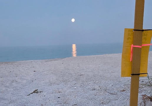 Volunteers with the Longboat Key Turtle Watch discovered the first hatched nest of the season on Longboat Key while out patrolling in the early morning hours.