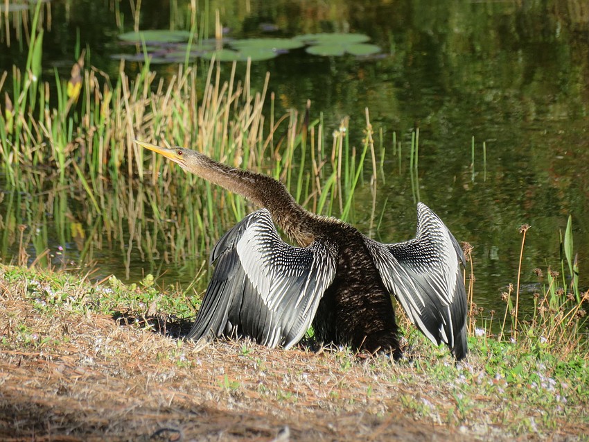 Douglas McClure, who is 12, captured this photo of an anhinga sunning itself near Lakewood Ranch County Club.
