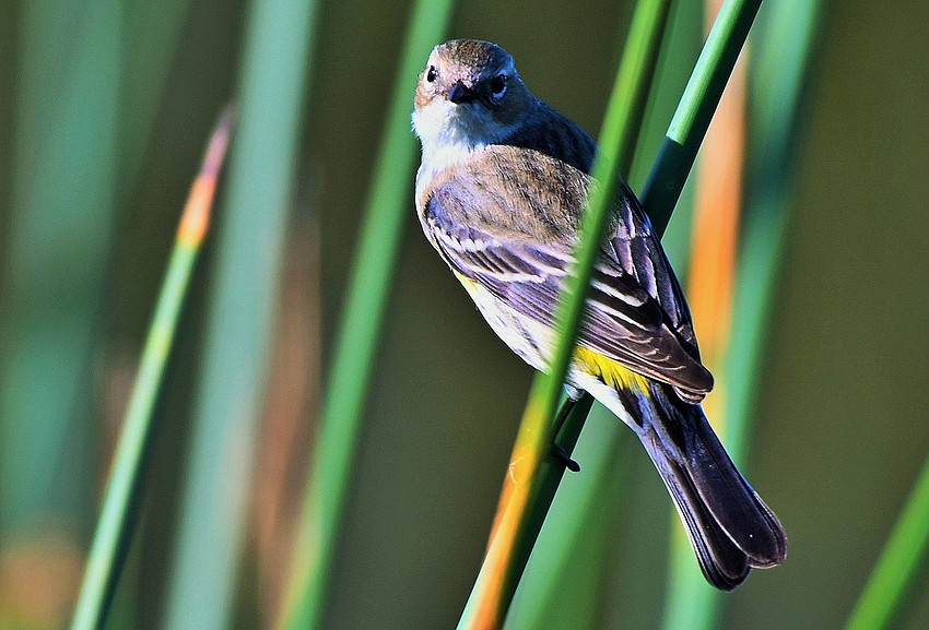Gordon Silver took this photo of a yellow-bellied warbler striking a pose at Celery Fields in Sarasota.