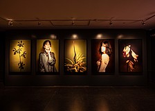 An interior view of Lynn Goldsmith's "Shared Light" photo exhibition in the Richard and Ellen Sandor Museum of Botany & the Arts at Marie Selby Botanical Gardens.