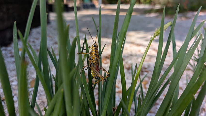 A large grasshopper is perched on a blade of coastal foxtail grass at Longboat Key’s Bicentennial Park.