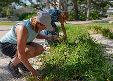 Kelly Shrout (left) and Melanie Dale weed at Bicentennial Park Friday, July 10 in the morning before the heat index reached triple digits.