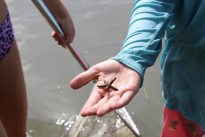 Camper Dawson Smith shares his starfish find while dip netting for sea creatures.