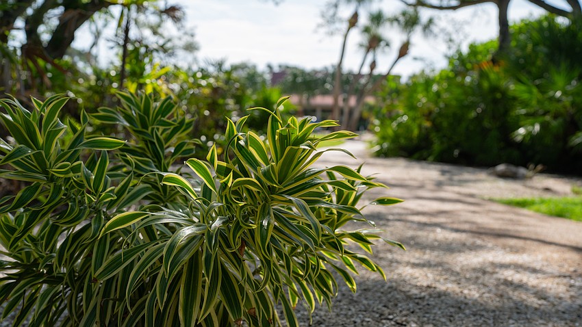 The Song of India is one of many colorful plants that can be found at Bicentennial Park.