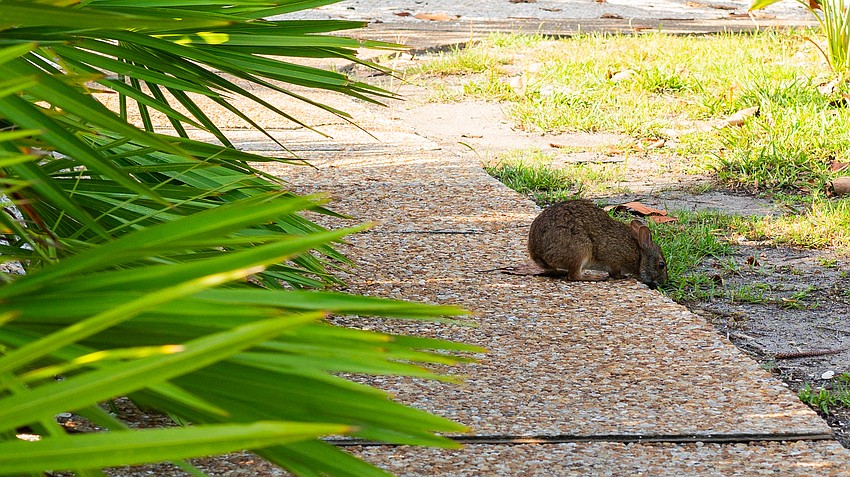 A bunny rabbit searches for food at Bicentennial Park Friday, July 10.
