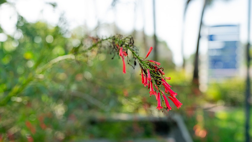 Firecracker plants have bundles of tube-shaped flowers that are bright red. The Longboat Key Garden Club planted firecracker bushes at Bicentennial Park as part of its hurricane rebeautification efforts.