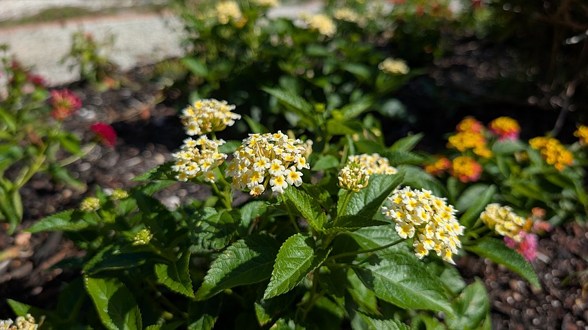 A lantana flower blooms in early July. The Longboat Key Garden Club planted hundreds of plants in an extensive hurricane rebeautification campaign that started in early 2025 and continues today.
