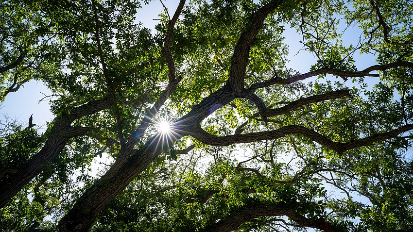 Oak trees that survived the dual hurricanes of 2024 provide a canopy over Bicentennial Park.