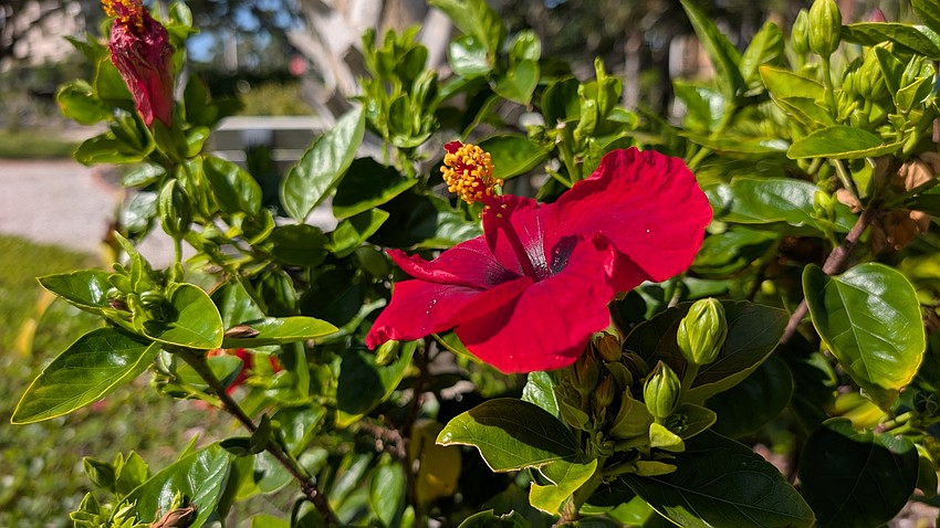 A red hibiscus blooms Friday, July 10.