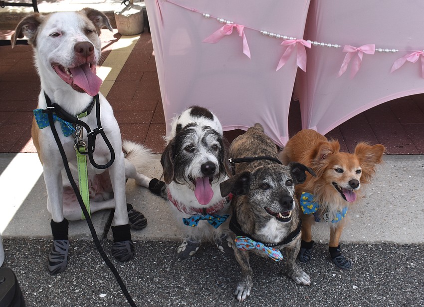 Lakewood Ranch's Marlena Bontrager brings her four dogs — Sulley, Munchkin, Toby and Tito — to the Farmers Market at Lakewood Ranch. Three of them wore booties to protect their feet from heat.