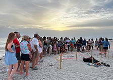 About 120 people attended an evening sea turtle nest excavation on Longboat Key conducted by permitted experts.