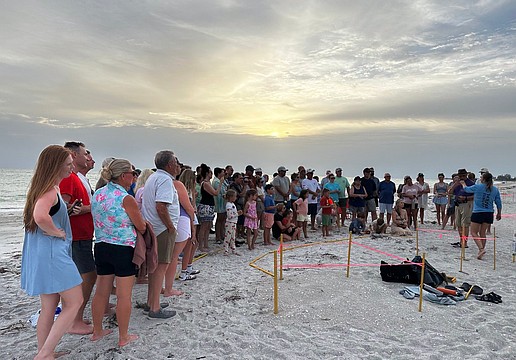 About 120 people attended an evening sea turtle nest excavation on Longboat Key conducted by permitted experts.