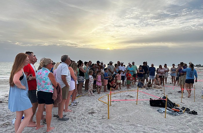 About 120 people attended an evening sea turtle nest excavation on Longboat Key conducted by permitted experts.