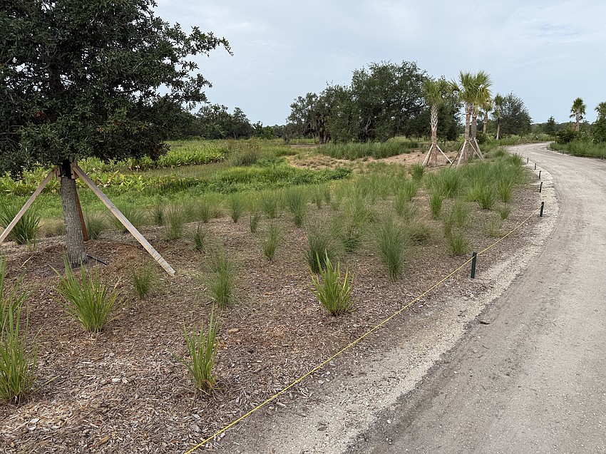 Bobby Jones Nature Park Phase 1 includes 18,000 new shrubs and grasses divided among 12 species.