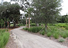 Paths through the Bobby Jones Nature Park are a combination of new crushed shell surface and former golf cart paths.