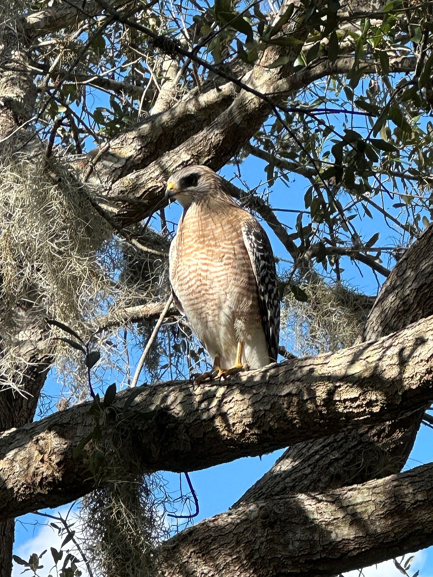 David Ondocin took this photo of a red-tailed hawk searching for lunch in Lakewood Ranch.