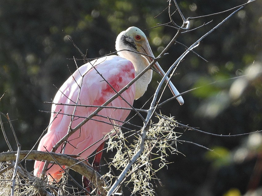 Ken Kamlet took this photo of a roseate spoonbill lounging in a tree in Pinecraft Park in Sarasota.