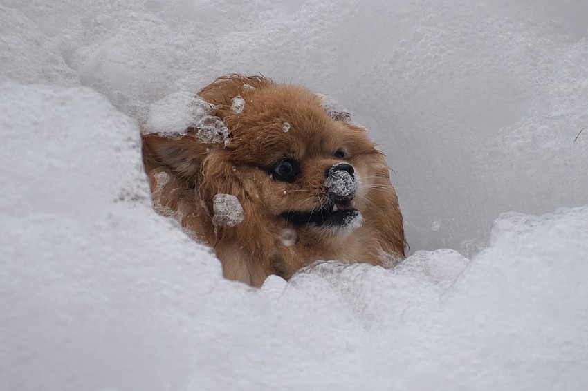 Captain sits inside the foam pile.
