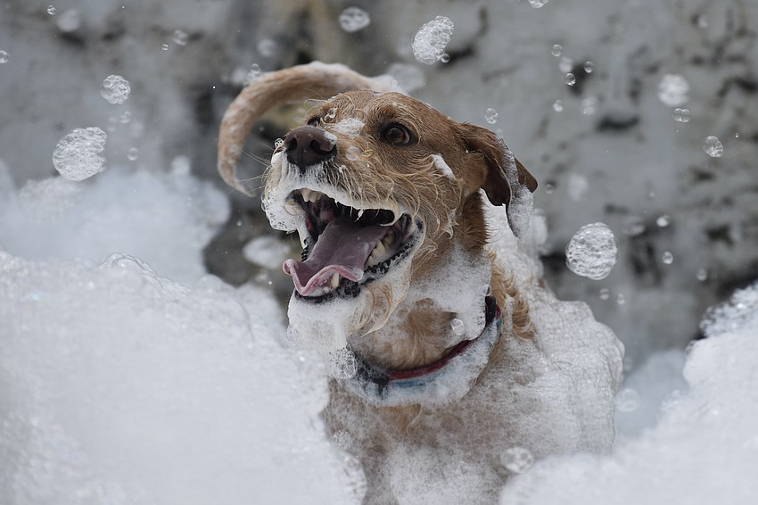 Toby enjoys exploring the foam pile.