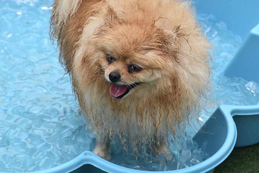 Captain takes an ice bath.