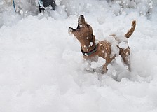 Toby reaches up to greet a new helping of foam.