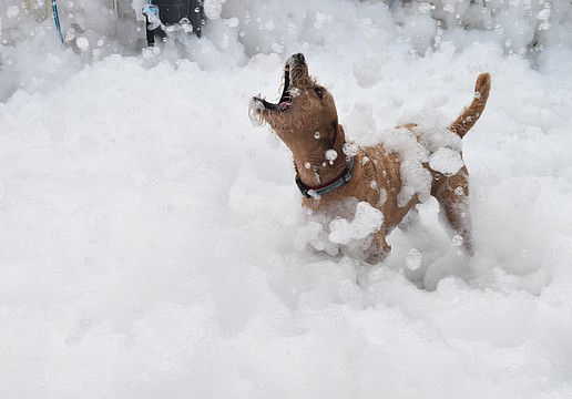 Toby reaches up to greet a new helping of foam.