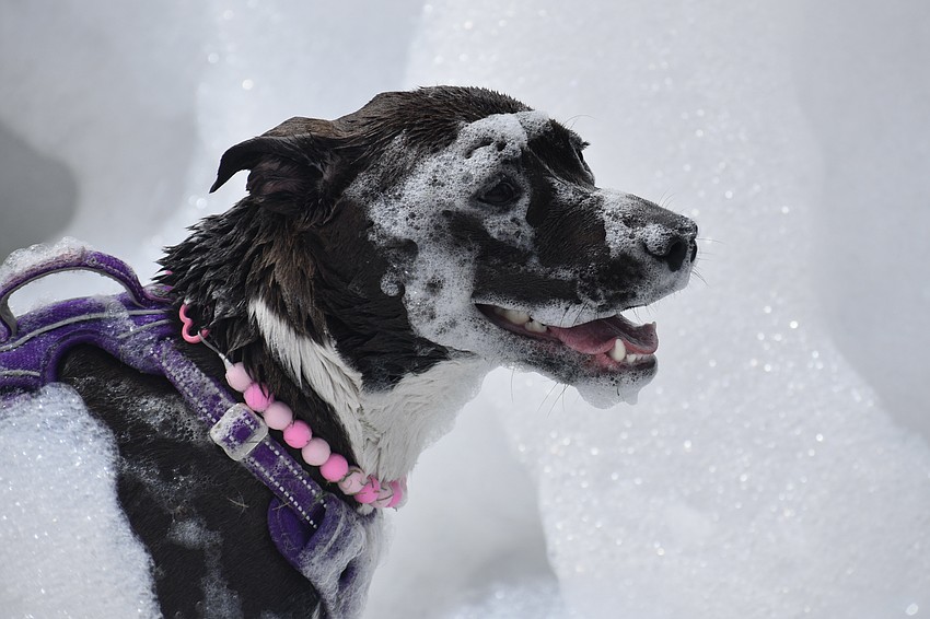 Shirley gets a taste of the foam.
