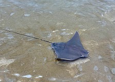 A cownose ray waves a wingtip at onlookers from the St. Regis Longboat Key Resort lagoon on Friday after caretakers introduced half a dozen pups to the enclosure. Resident rays had the babies in December, and experts released the adolescents into the Under the Sea Lagoon.