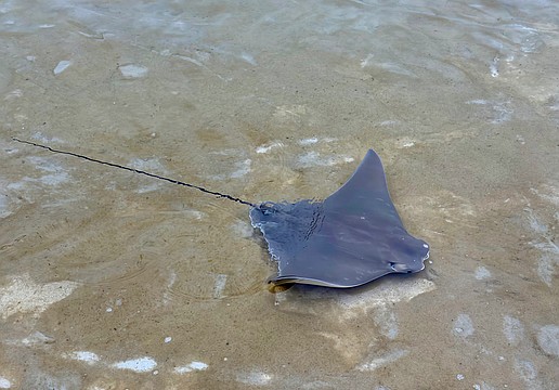 A cownose ray waves a wingtip at onlookers from the St. Regis Longboat Key Resort lagoon on Friday after caretakers introduced half a dozen pups to the enclosure. Resident rays had the babies in December, and experts released the adolescents into the Under the Sea Lagoon.