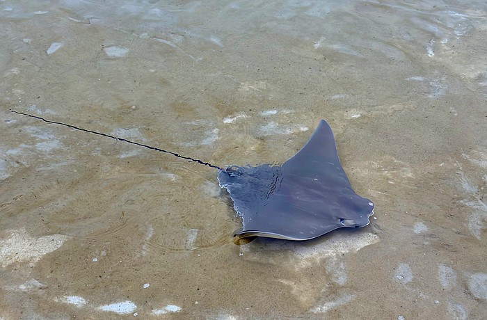 A cownose ray waves a wingtip at onlookers from the St. Regis Longboat Key Resort lagoon on Friday after caretakers introduced half a dozen pups to the enclosure. Resident rays had the babies in December, and experts released the adolescents into the Under the Sea Lagoon.
