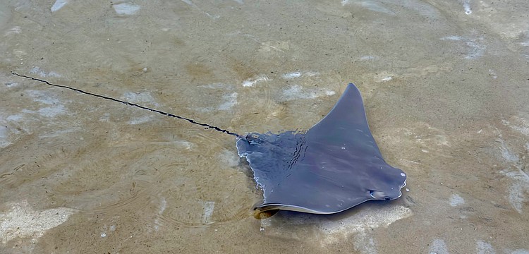 A cownose ray waves a wingtip at onlookers from the St. Regis Longboat Key Resort lagoon on Friday after caretakers introduced half a dozen pups to the enclosure. Resident rays had the babies in December, and experts released the adolescents into the Under the Sea Lagoon.