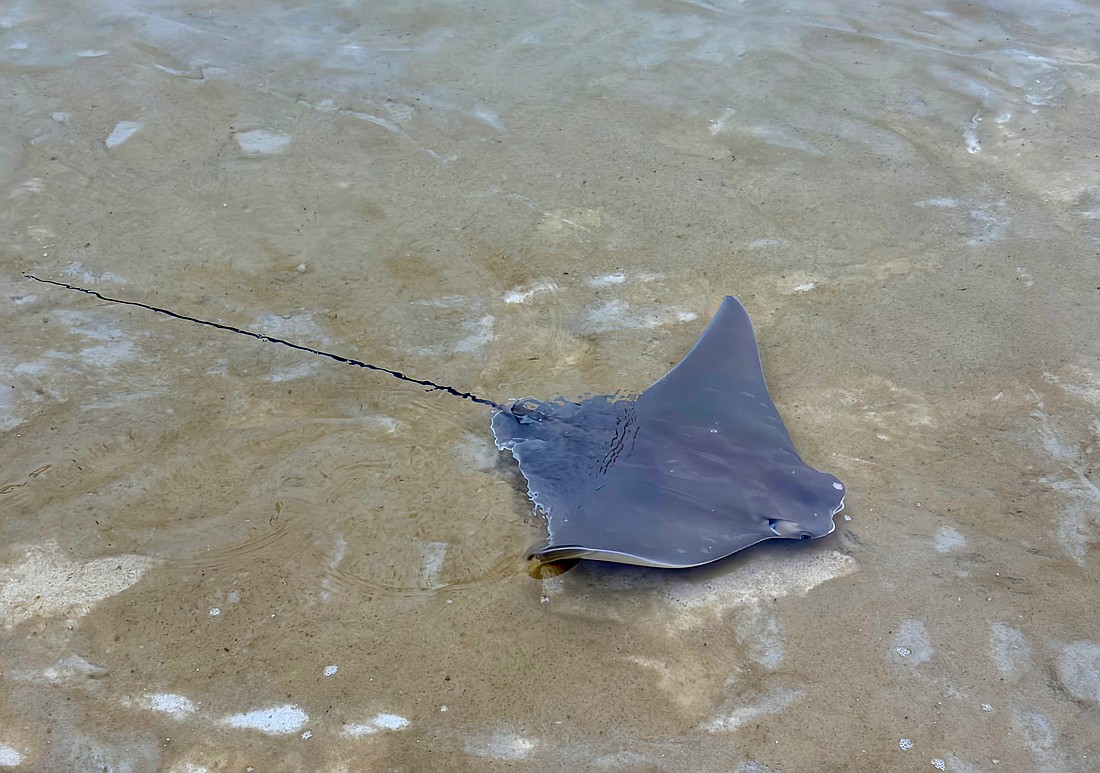 A cownose ray waves a wingtip at onlookers from the St. Regis Longboat Key Resort lagoon on Friday after caretakers introduced half a dozen pups to the enclosure. Resident rays had the babies in December, and experts released the adolescents into the Under the Sea Lagoon.